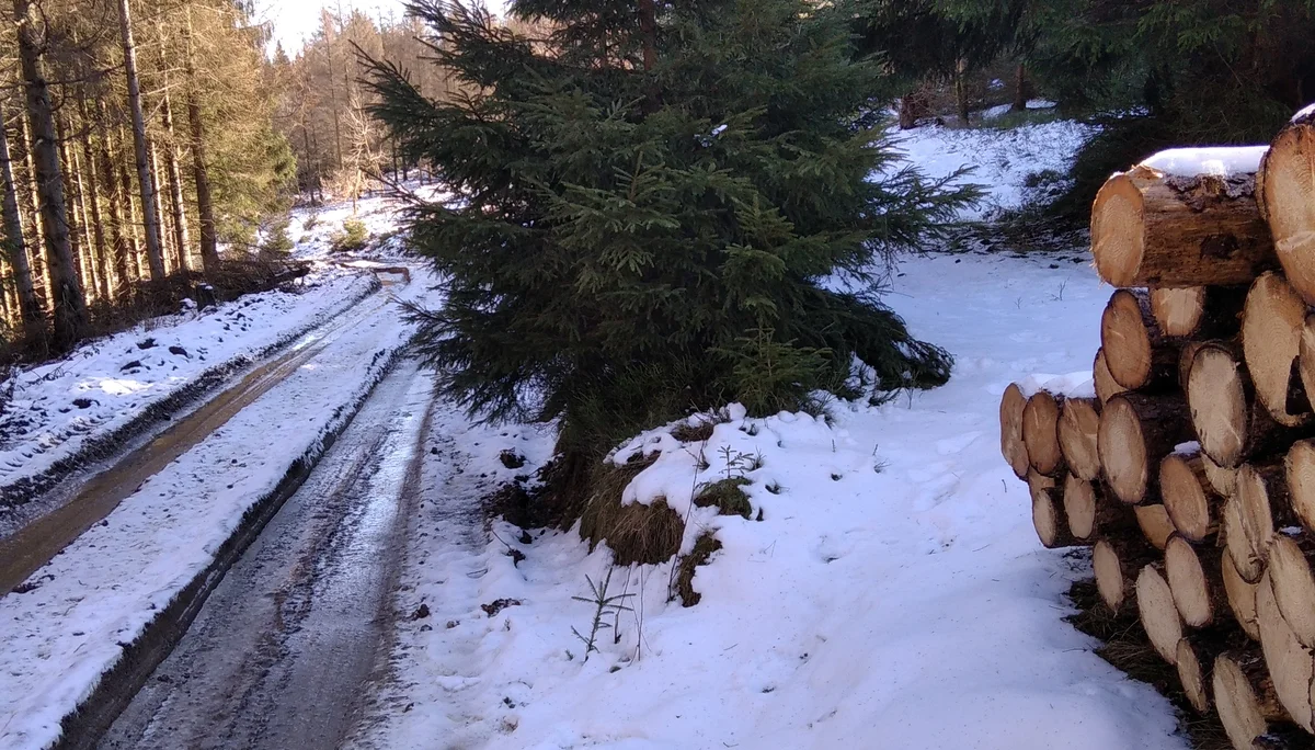 DAS ist ein Wegabzweig?! | © Paul Hoffmann 2022