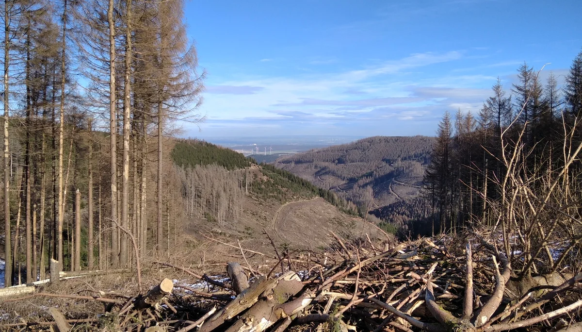 Waldschäden überall | © Paul Hoffmann 2022