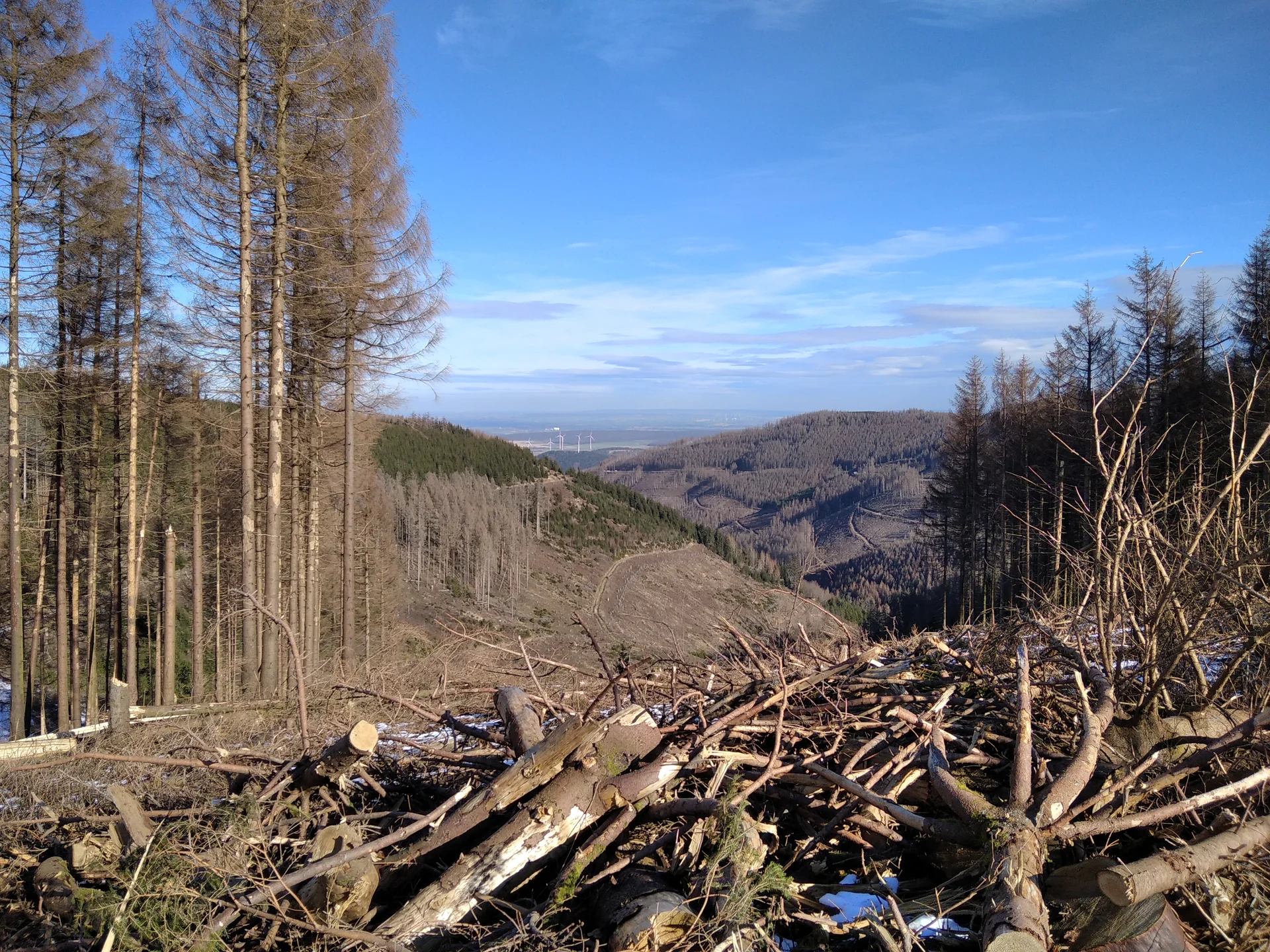 Waldschäden überall | © Paul Hoffmann 2022