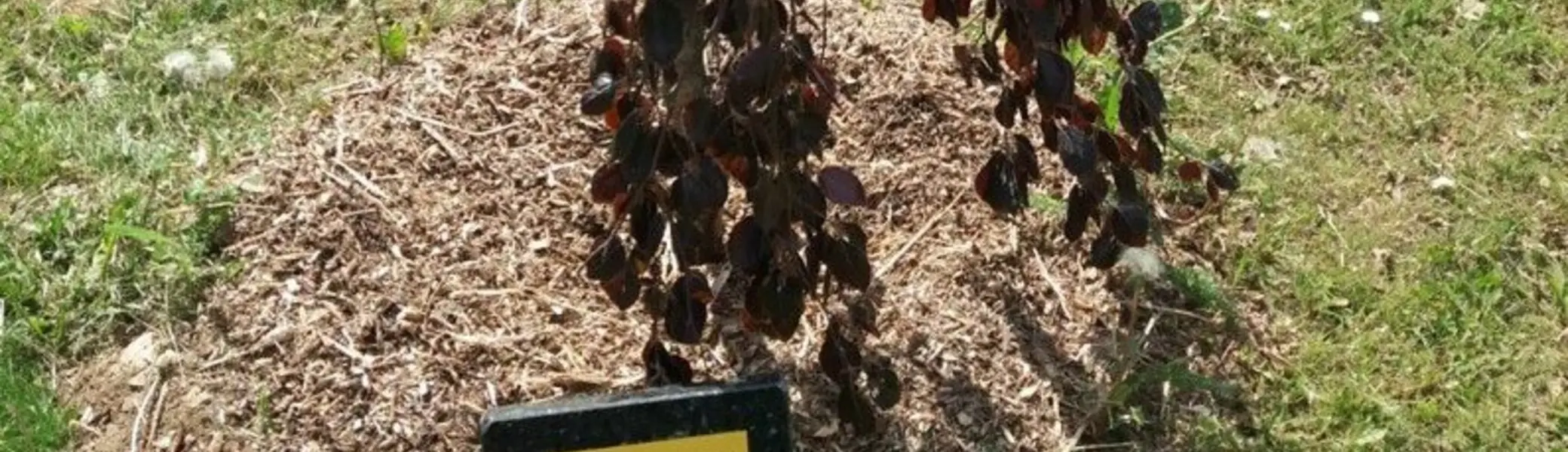 Baumspende der Sektion in Friedrichsbrunn | © DAV Magdeburg