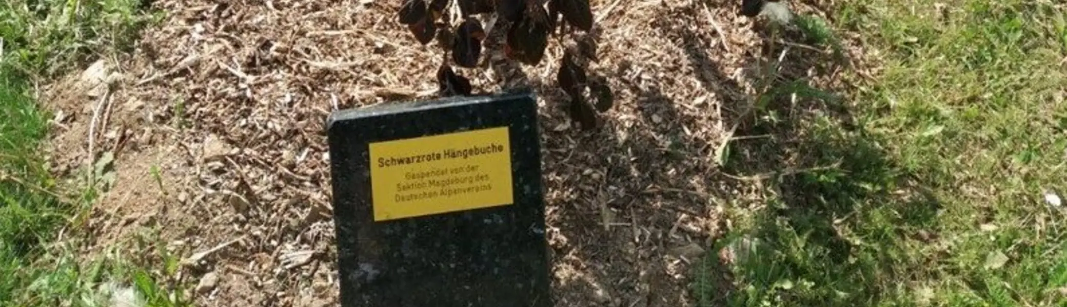 Baumspende der Sektion in Friedrichsbrunn | © DAV Magdeburg