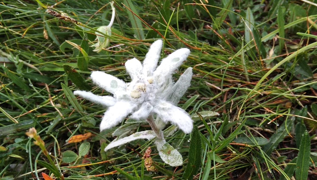 Edelweiß auf der Alpenkönigroute | © Paul Hoffmann 2023