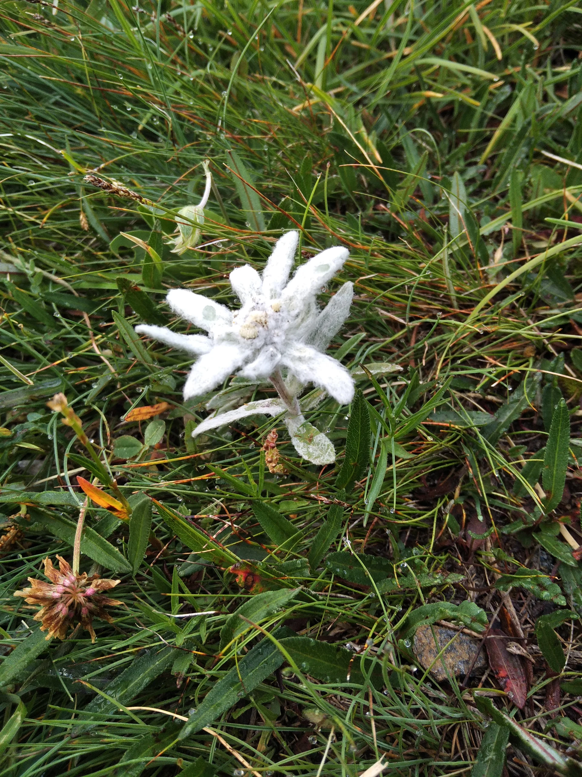 Edelweiß auf der Alpenkönigroute | © Paul Hoffmann 2023