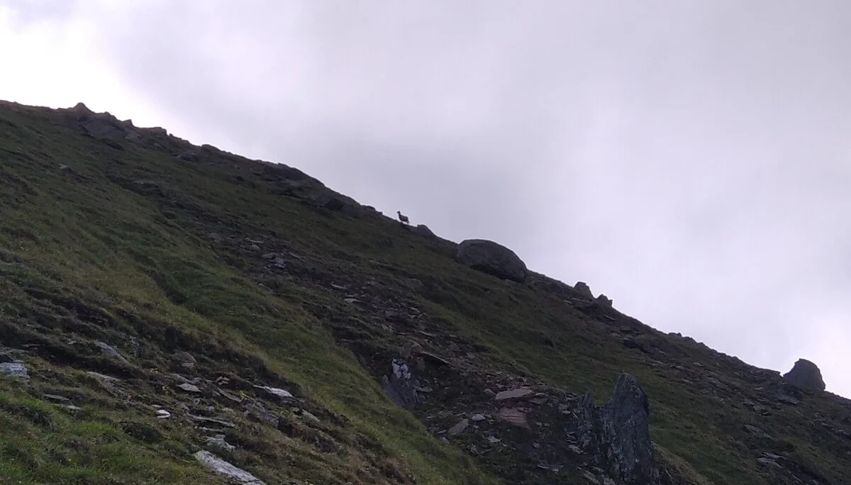 am Horizont "drohen" Schafe | © Paul Hoffmann 2023