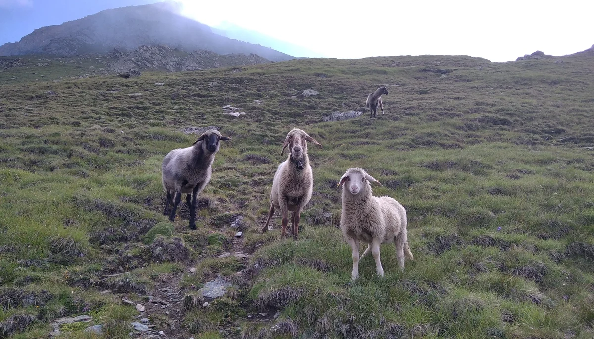 Mensch, was willst du hier? | © Paul Hoffmann 2023