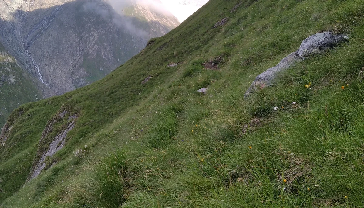 Wegspur zugewachsen auf der Alpenkönigroute | © Paul Hoffmann 2023
