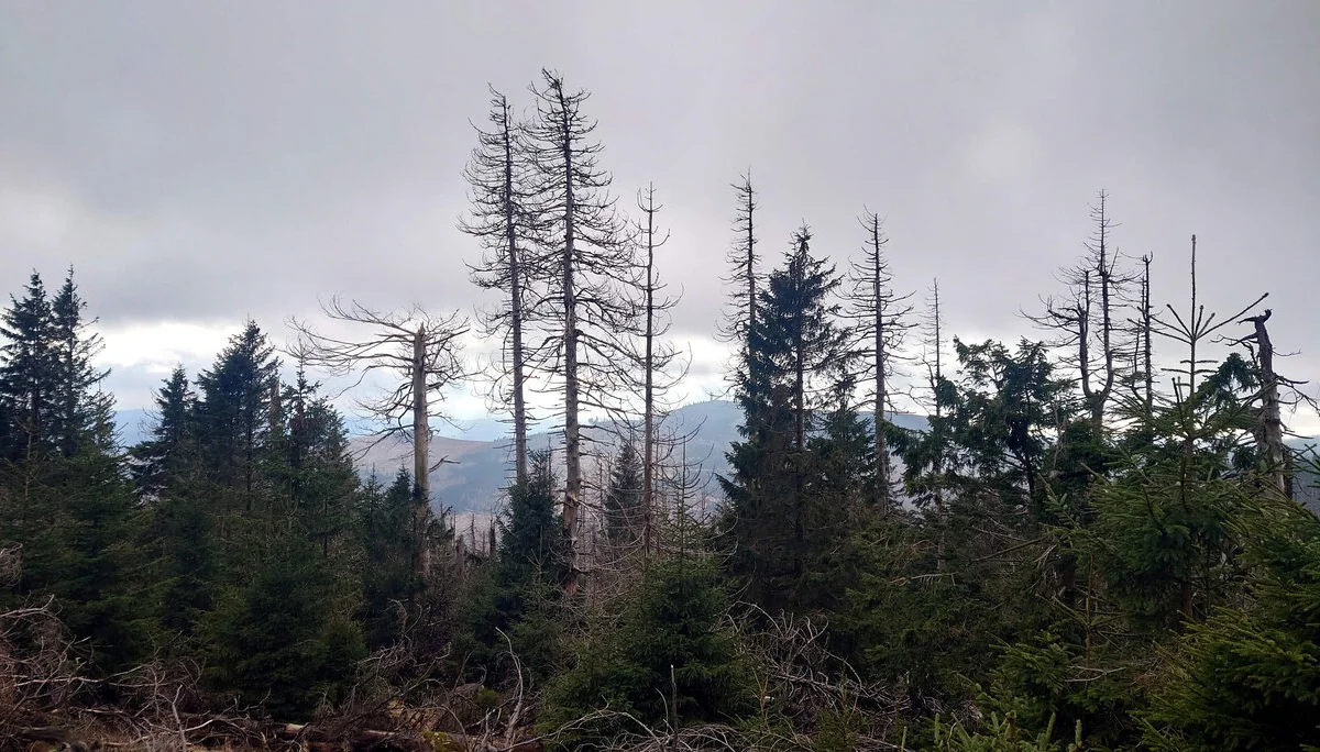 Blick zum Wurmberg | © DAV Magdeburg