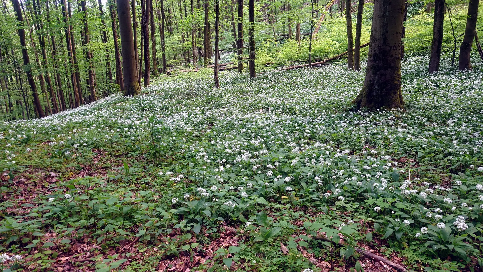 Bärlauch im Wald | © DAV Magdeburg