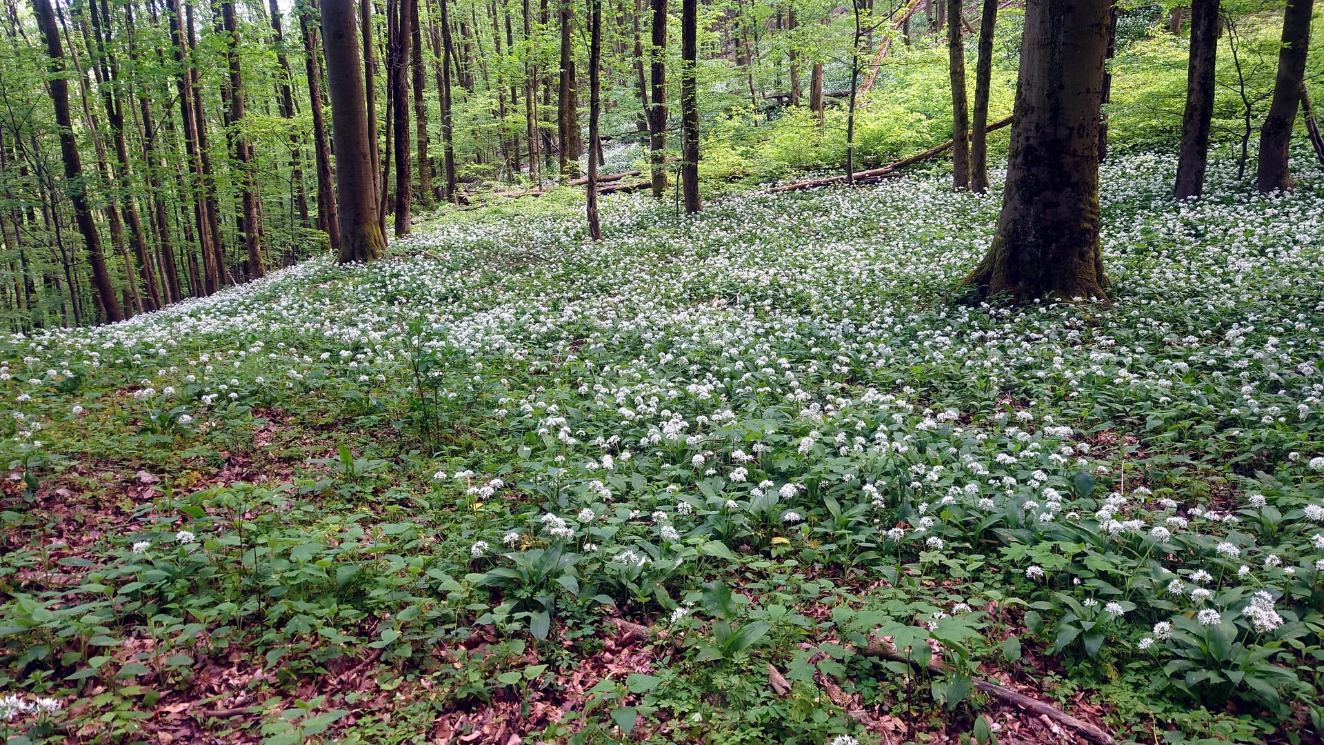 Bärlauch im Wald | © DAV Magdeburg
