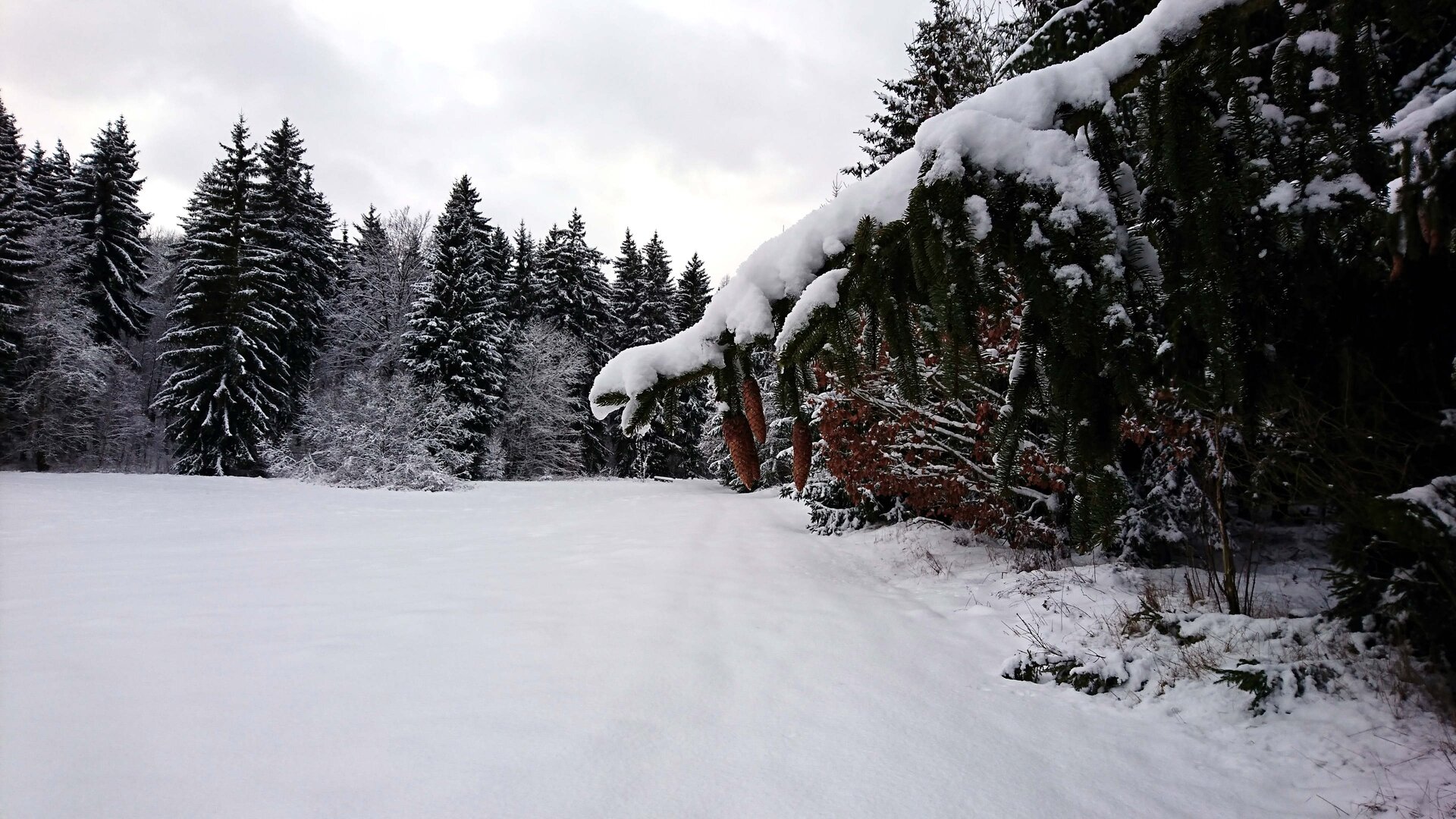 Wald im Winter | © DAV Sektion Magdeburg Wald im Winter | © DAV Sektion Magdeburg