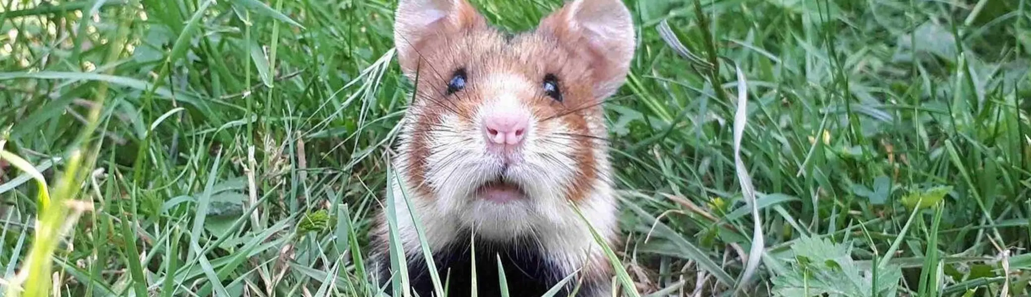 Feldhamster | © Pixabay