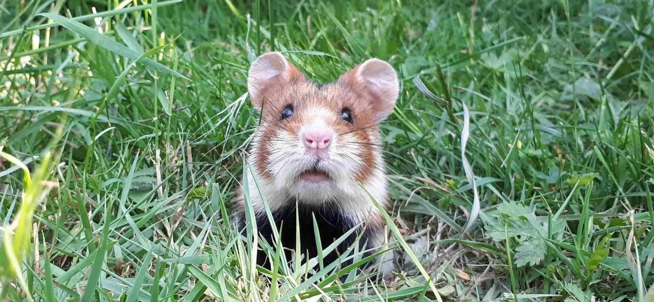 Feldhamster | © Pixabay