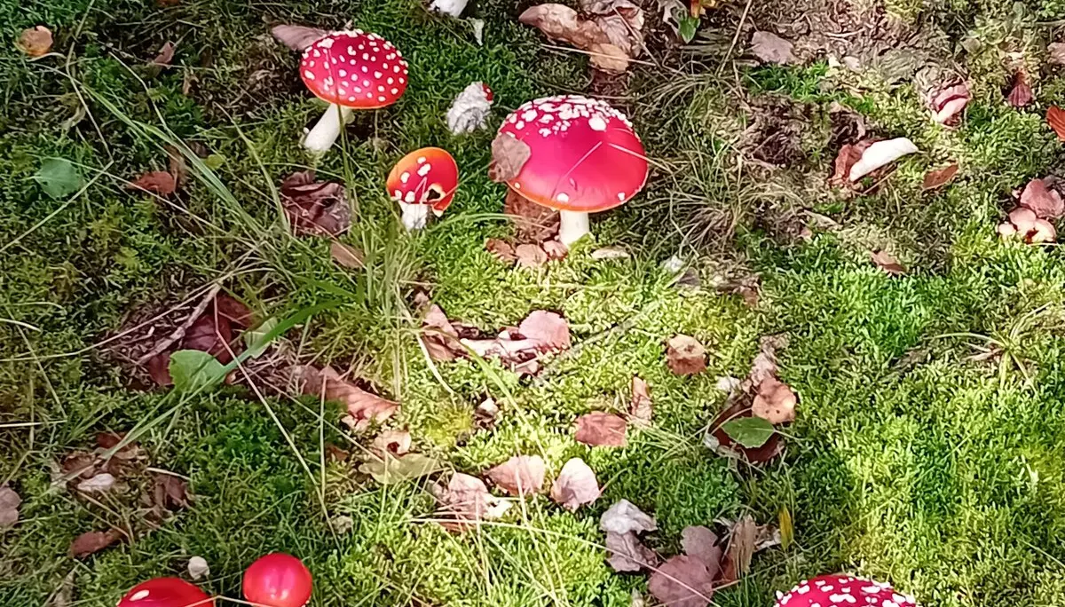 Fliegenpilze Herbst 2024 | © DAV Magdeburg