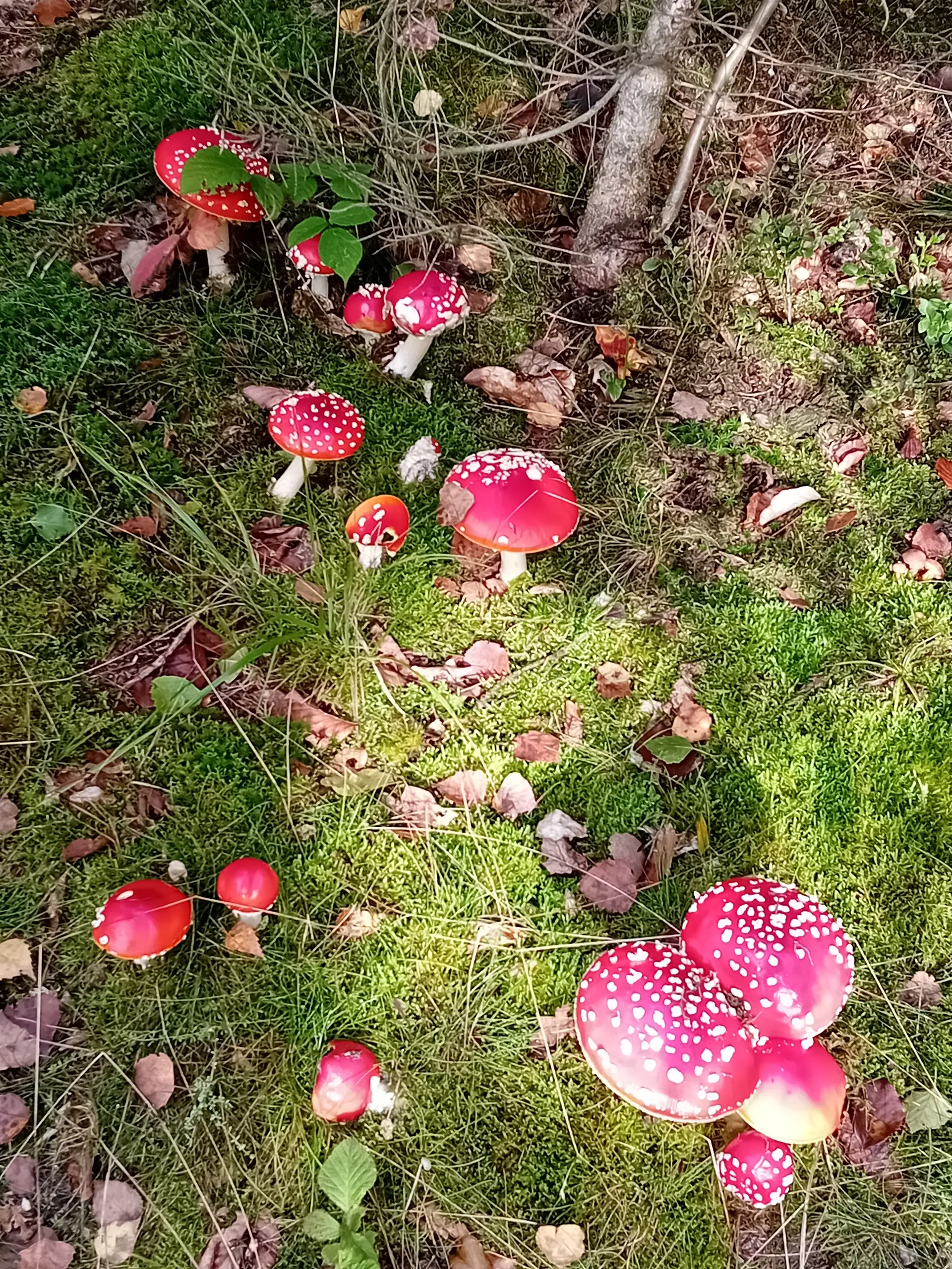 Fliegenpilze Herbst 2024 | © DAV Magdeburg