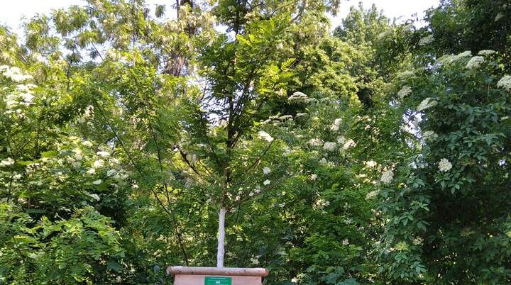 Mein DAV-Baum für Magdeburg | © Sektion Magdeburg 2021