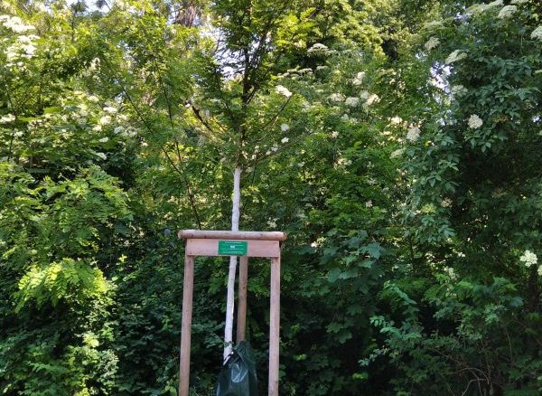 Mein DAV-Baum für Magdeburg | © Sektion Magdeburg 2021