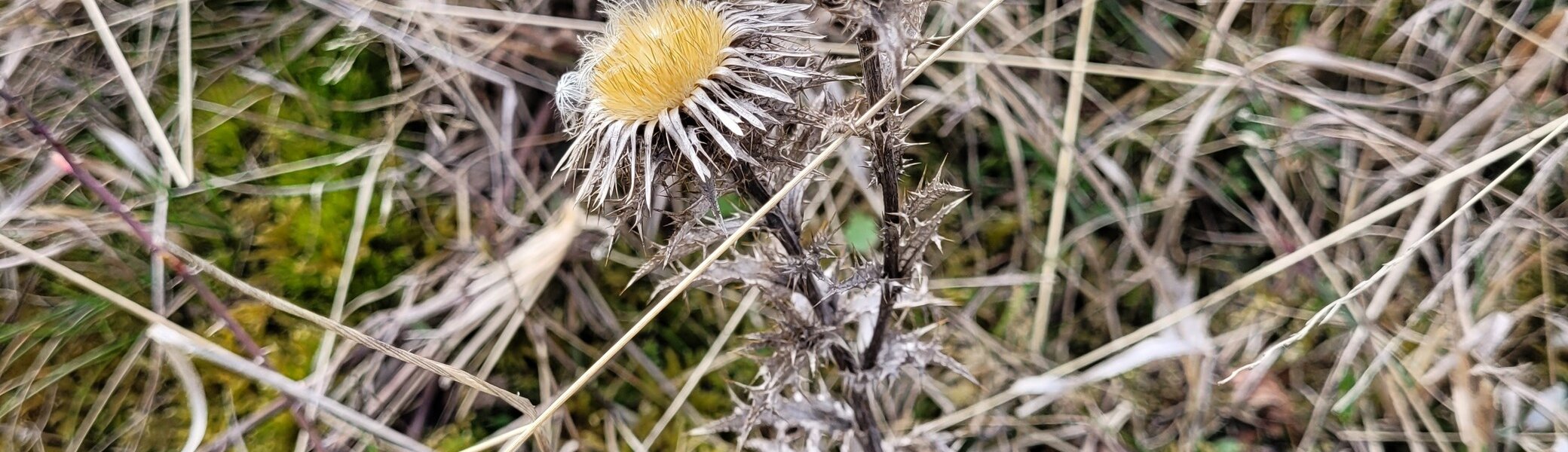 Trockendistel Harsleben | © DAV Magdeburg