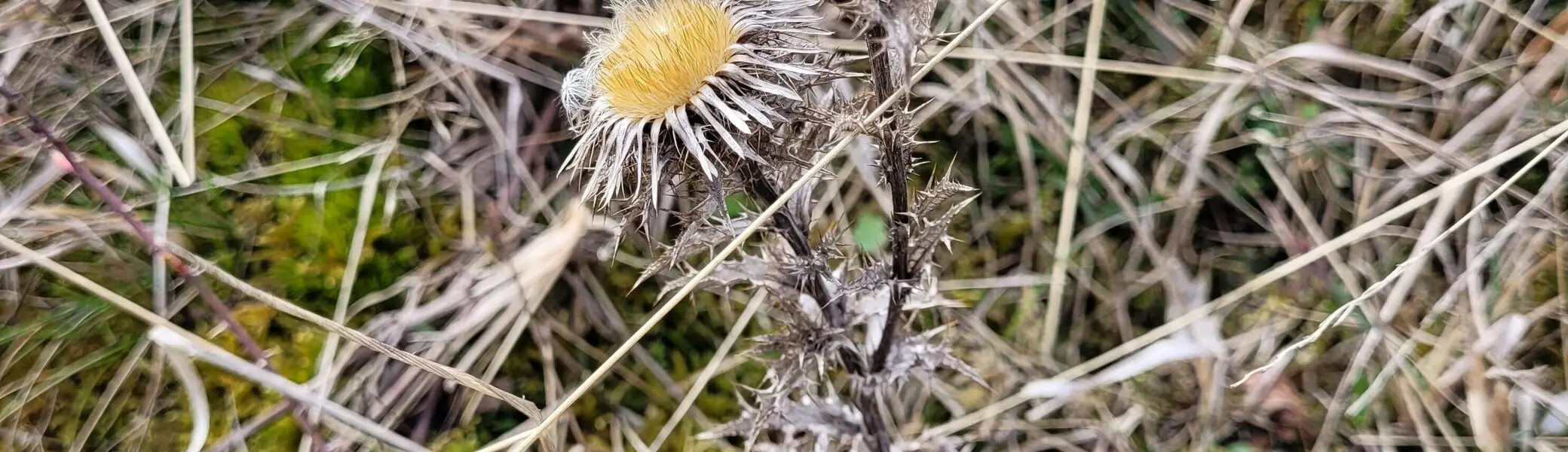 Trockendistel Harsleben | © DAV Magdeburg