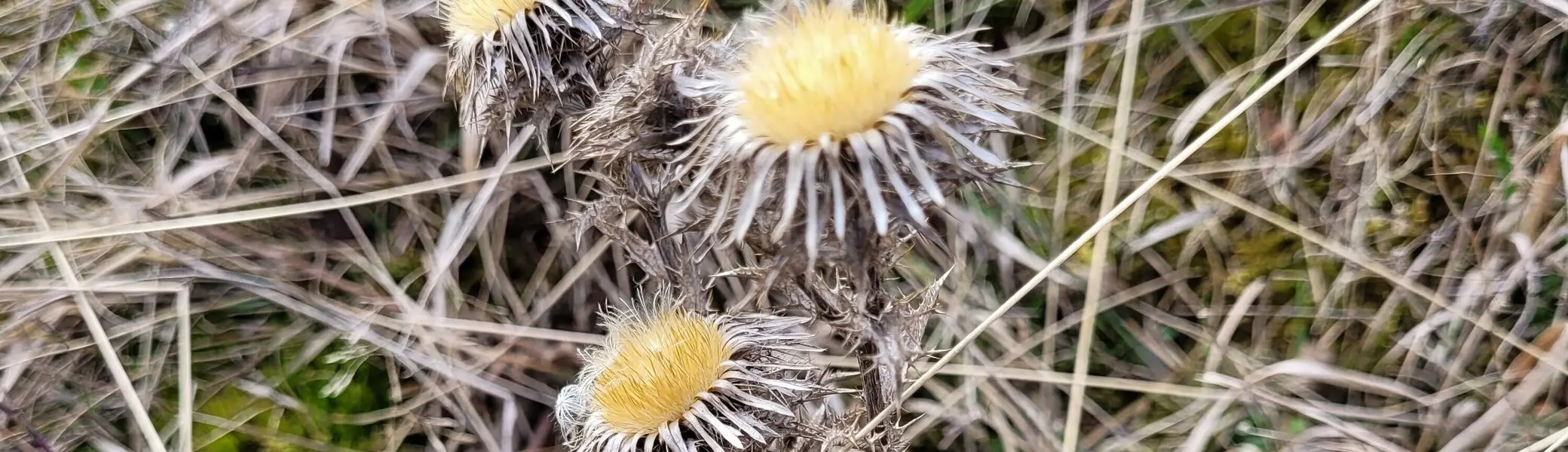 Trockendistel Harsleben | © DAV Magdeburg