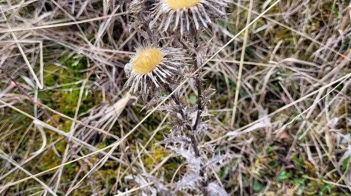 Trockendistel Harsleben | © DAV Magdeburg