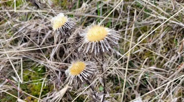 Trockendistel Harsleben | © DAV Magdeburg