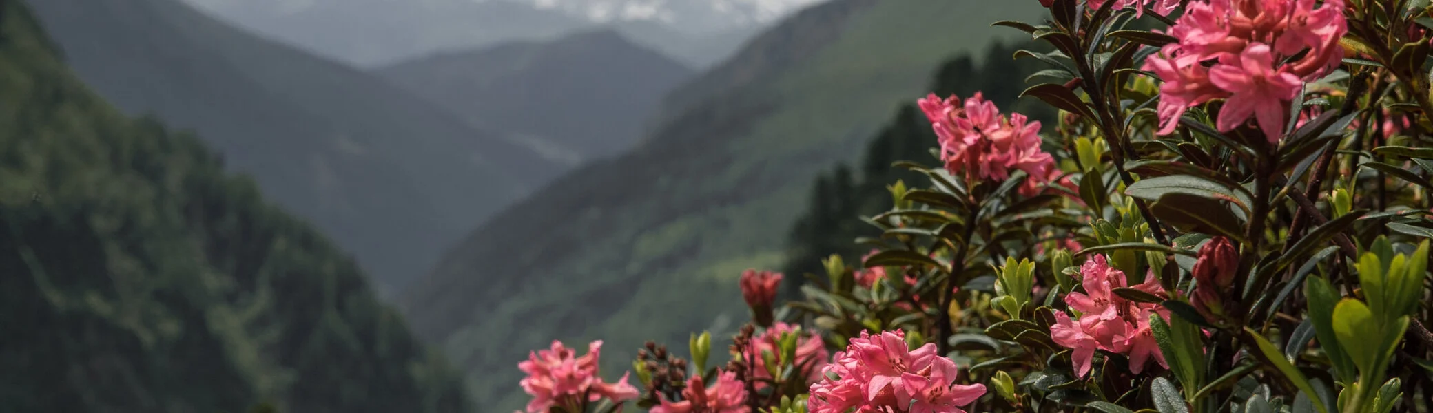 Pflanzen in den Bergen nahe der Geraerhütte: Alpenrose | © DAV/Marcel Dambon