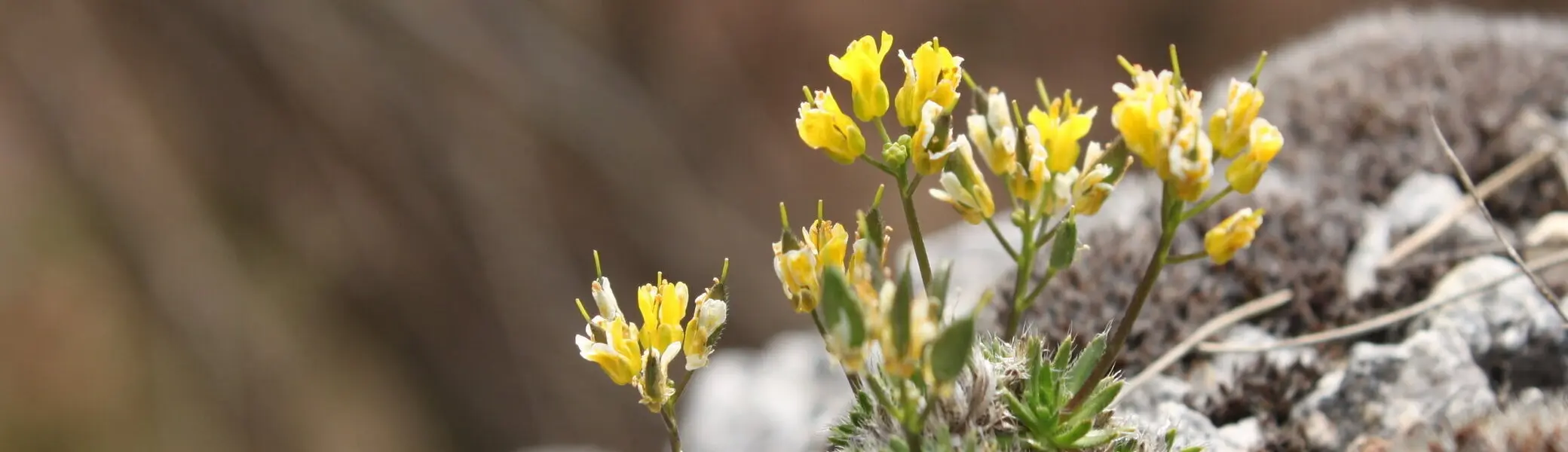 Pflanzen in den Bergen: der Alpenwundklee | © DAV/Steffen Reich