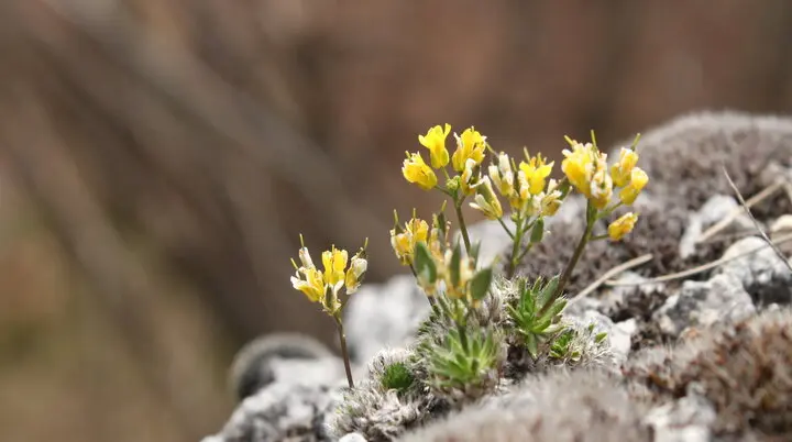 Pflanzen in den Bergen: der Alpenwundklee | © DAV/Steffen Reich